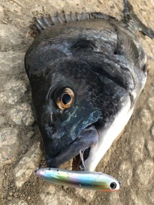 トップウォーター