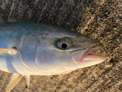 太刀魚の活性高い！