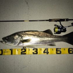 いつものドブ川で!