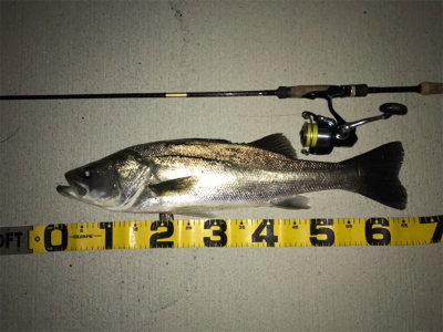 いつものドブ川で!