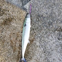 ライトショアジギング