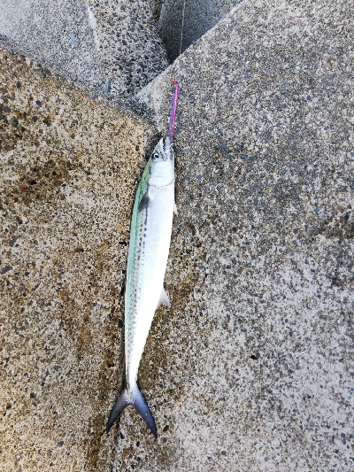 ライトショアジギング