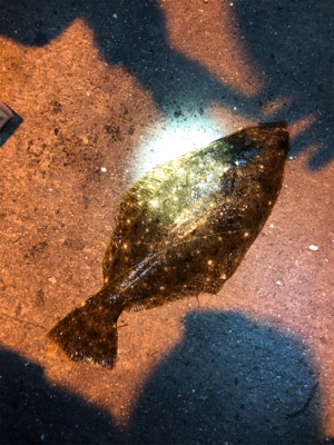 ヒラメ釣れました