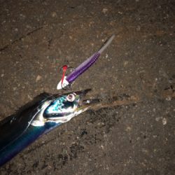 今日はワームに厳しい日でした