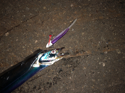 今日はワームに厳しい日でした