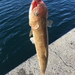 淡路島かるーい釣り