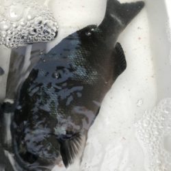 グレフカセ釣り