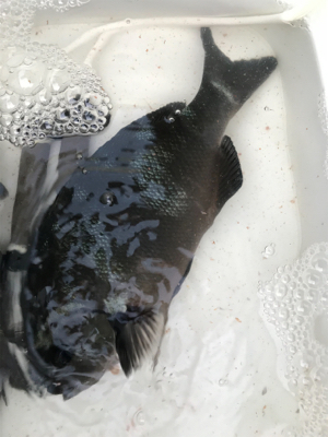 グレフカセ釣り