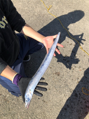 タチウオ&ミニヒラメ渋すぎ