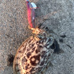 コウイカの時合い