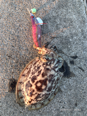 コウイカの時合い