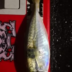 アジング練習 56