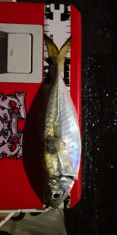 アジング練習 56