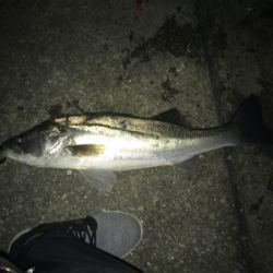 ナイトシーバス