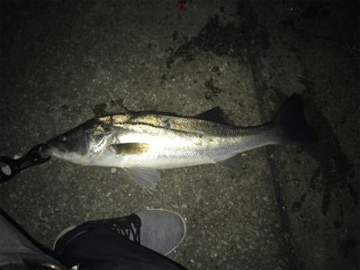 ナイトシーバス