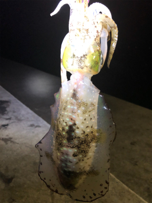 一投目できた幸運