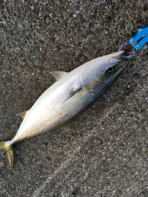 軽めの朝マヅメ