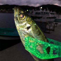 朝マズメに賭けてみた