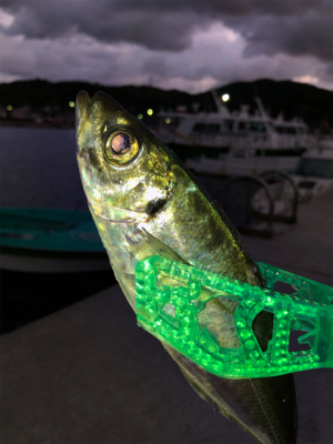 朝マズメに賭けてみた