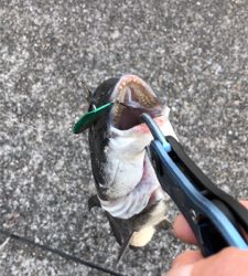 チニングではありません