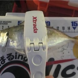 朝マズメアジング