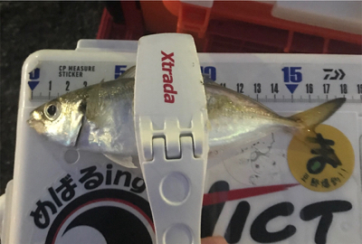 朝マズメアジング