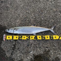 今シーズン最後のショアジキ