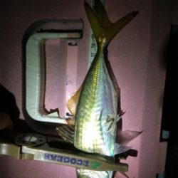 久しぶりのアジ