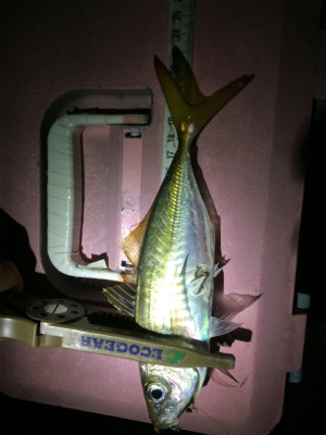 久しぶりのアジ