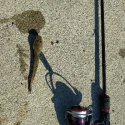ハゼ釣り