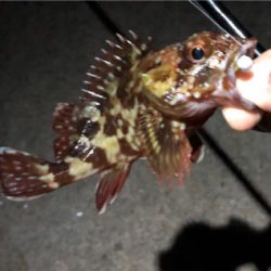 癒しのガッシー