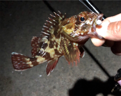 癒しのガッシー