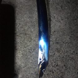 東側ベランダで夜釣り