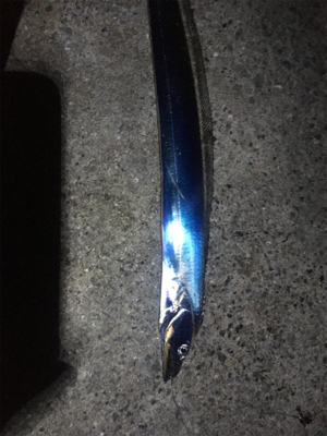 東側ベランダで夜釣り