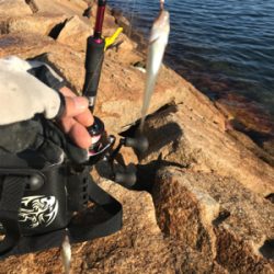 キス釣り渋い(><)…嬉しい外道GET!