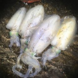 ポロポロ釣れる