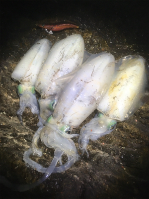 ポロポロ釣れる