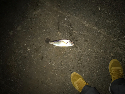 3連続ぼーずからの復活。