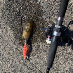 数釣り…でも小型ばかり