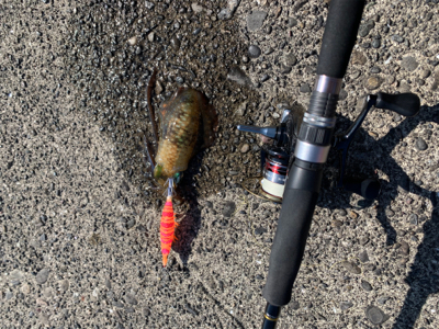 数釣り…でも小型ばかり