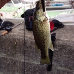 初の沖島釣行！