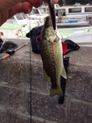 初の沖島釣行！