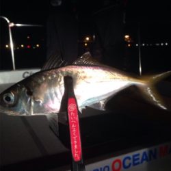 アジング&シーバス!