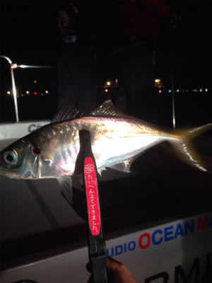 アジング&シーバス!