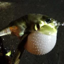 アジング練習  57