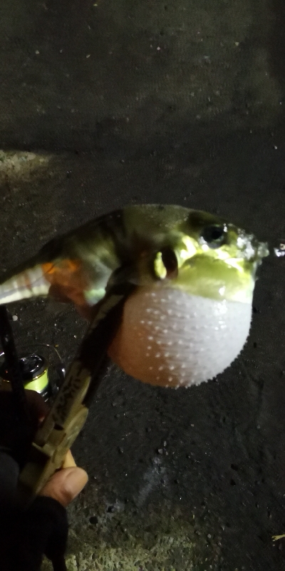 アジング練習  57