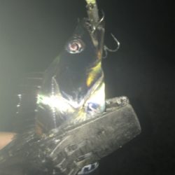 気温も釣果も寒い