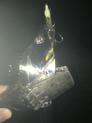 気温も釣果も寒い