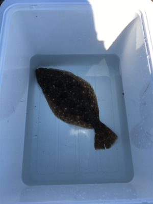 ライトショアジギング