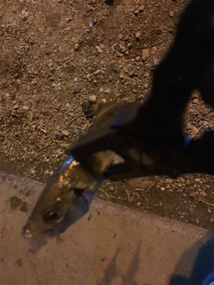 極寒アジング〜